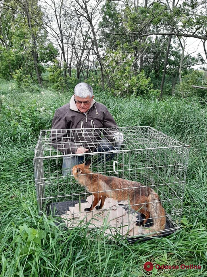 Директор Одесского зоопарка выпустил на волю пойманную в курятнике лисицу (видео)