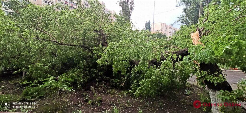 Последствия непогоды в Одессе: поваленные деревья, поврежденные авто и оборванные провода (фото)