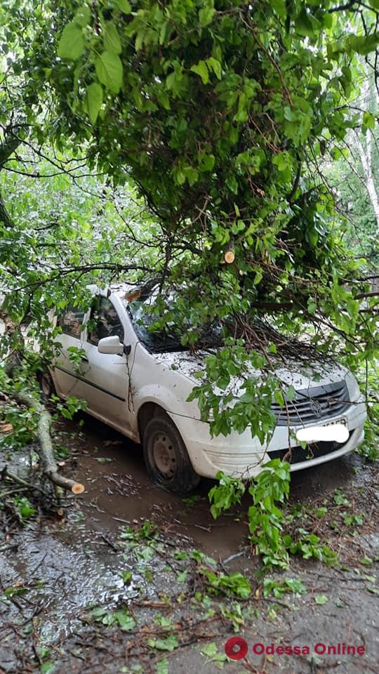 Последствия непогоды в Одессе: поваленные деревья, поврежденные авто и оборванные провода (фото)