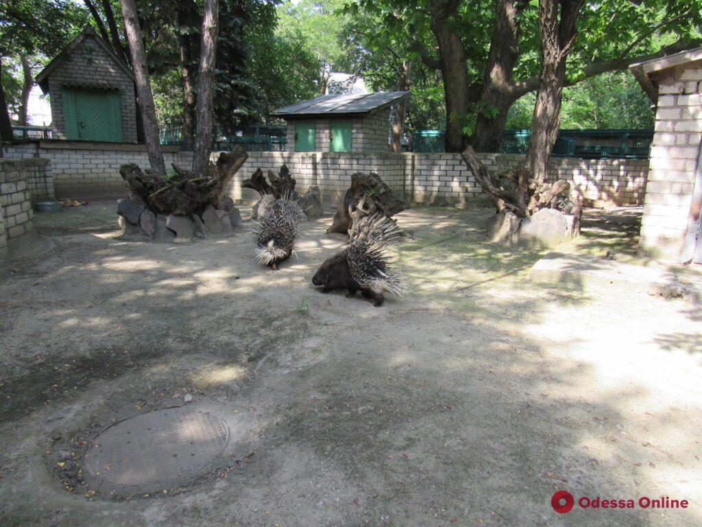 Индийские дикобразы в обмен на египетских гусей: Одесский зоопарк отправил пополнение в Николаев (фото)
