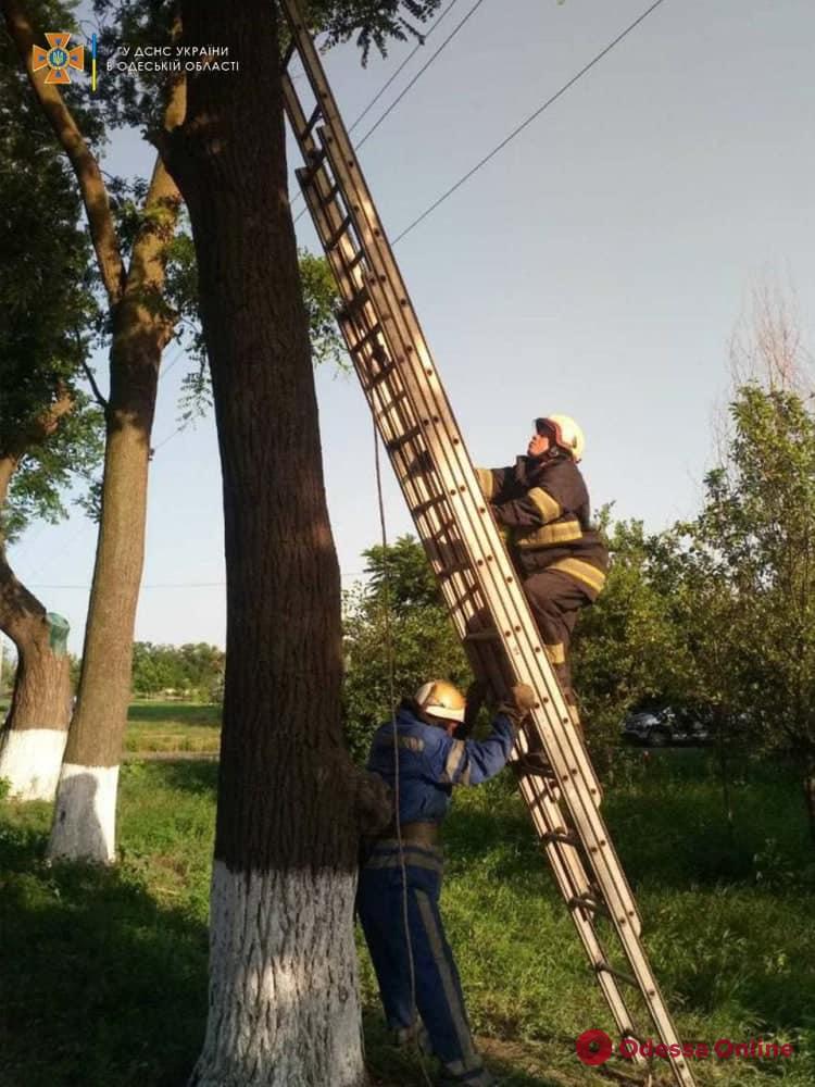 В Измаиле спасатели снимали кошку с высокого дерева (фото)