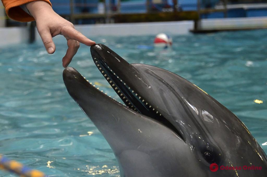 В одесском дельфинарии ребенка укусил дельфин (видео)
