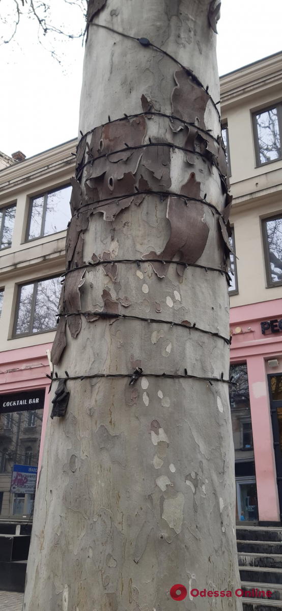 Благоустройство Екатерининской: предпринимателей просят снять иллюминацию с деревьев