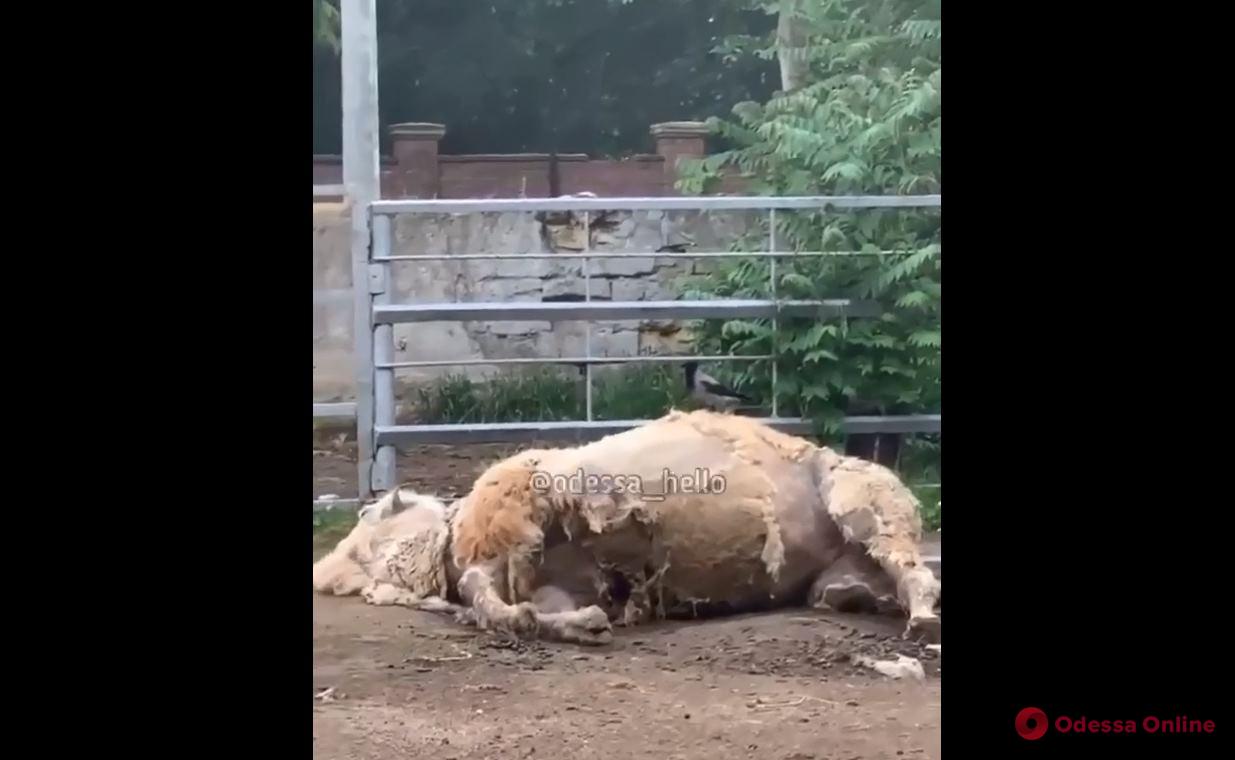 «Ложная тревога»: директор Одесского зоопарка прокомментировал видео с «облысевшим» верблюдом