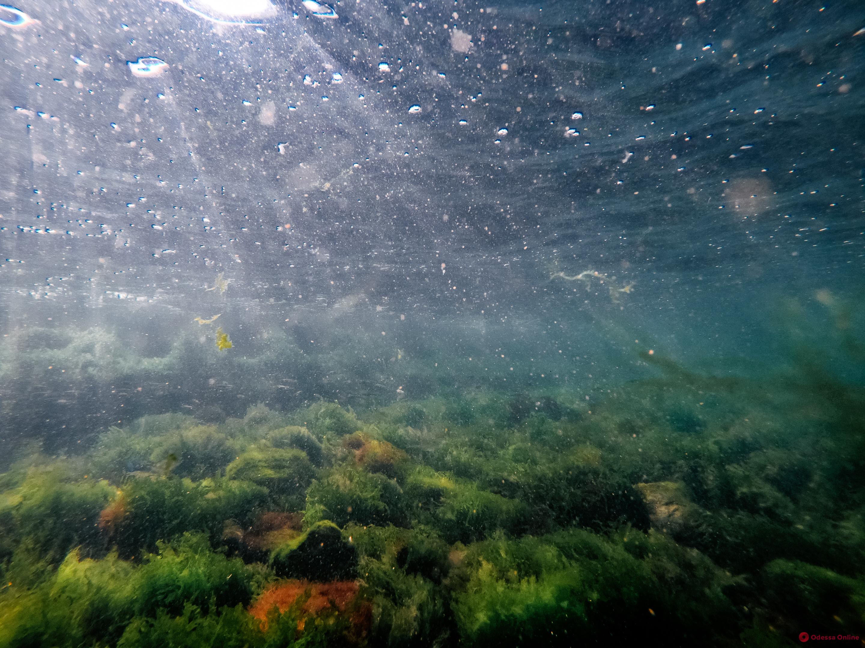 Чувствуете недомогание – уходите: одесский гидробиолог рассказал о токсичной водоросли в море