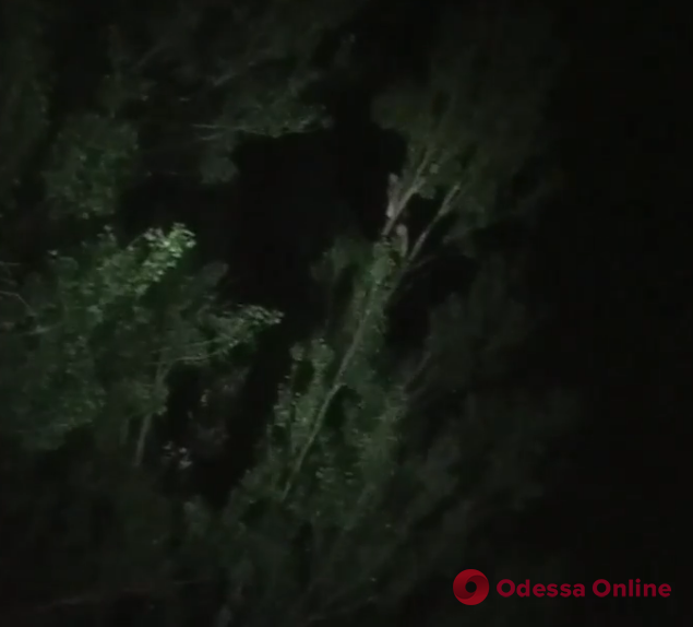 На поселке Котовского мужчина пытался прыгнуть с дерева, чтобы покончить с собой