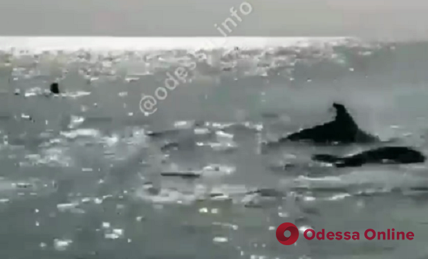 В Лузановке отдыхающие наблюдали охотящихся дельфинов и прыгающую кефаль (видео)