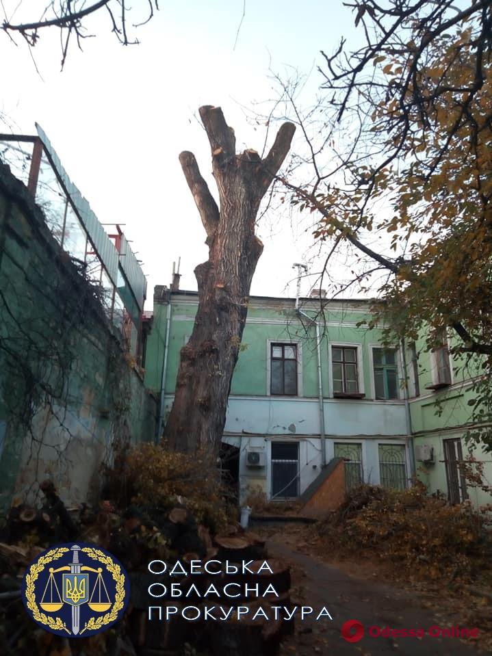 В Одессе привлекают к ответственности директора ОСМД за уничтожение «Пушкинского» тополя