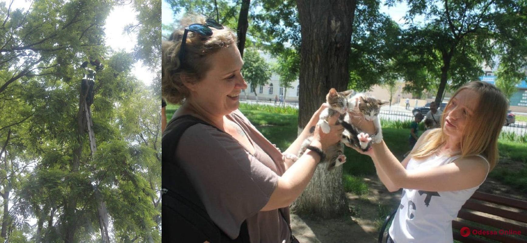 В Измаиле сотрудники ГСЧС спасли застрявших на дереве котят (фото)