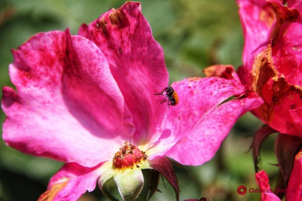 Цветущий розарий Одесского ботанического сада (фоторепортаж)