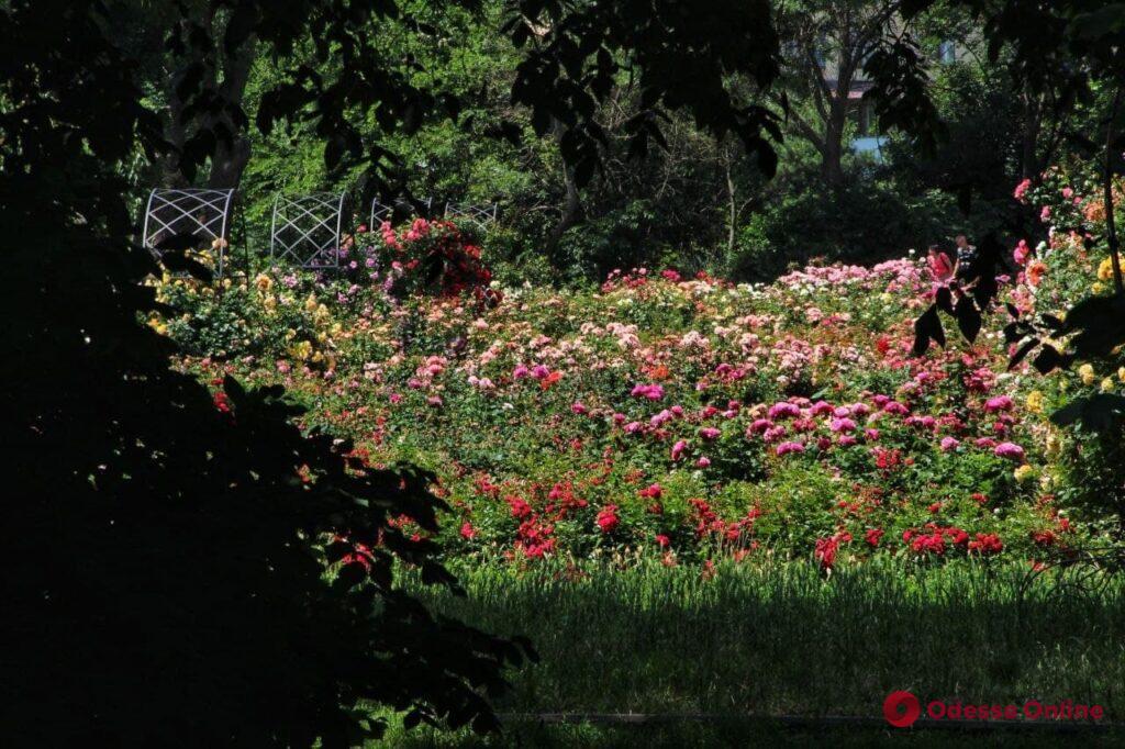 Цветущий розарий Одесского ботанического сада (фоторепортаж)