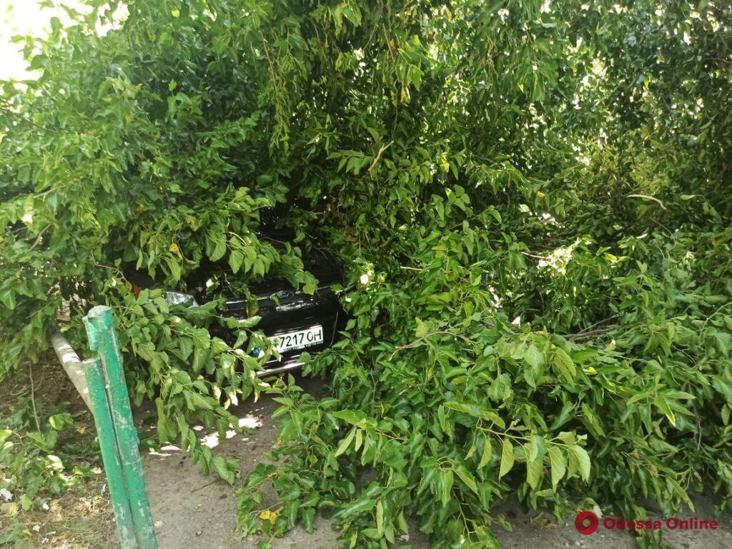 На Черемушках гигантское дерево рухнуло на припаркованные машины (фото)