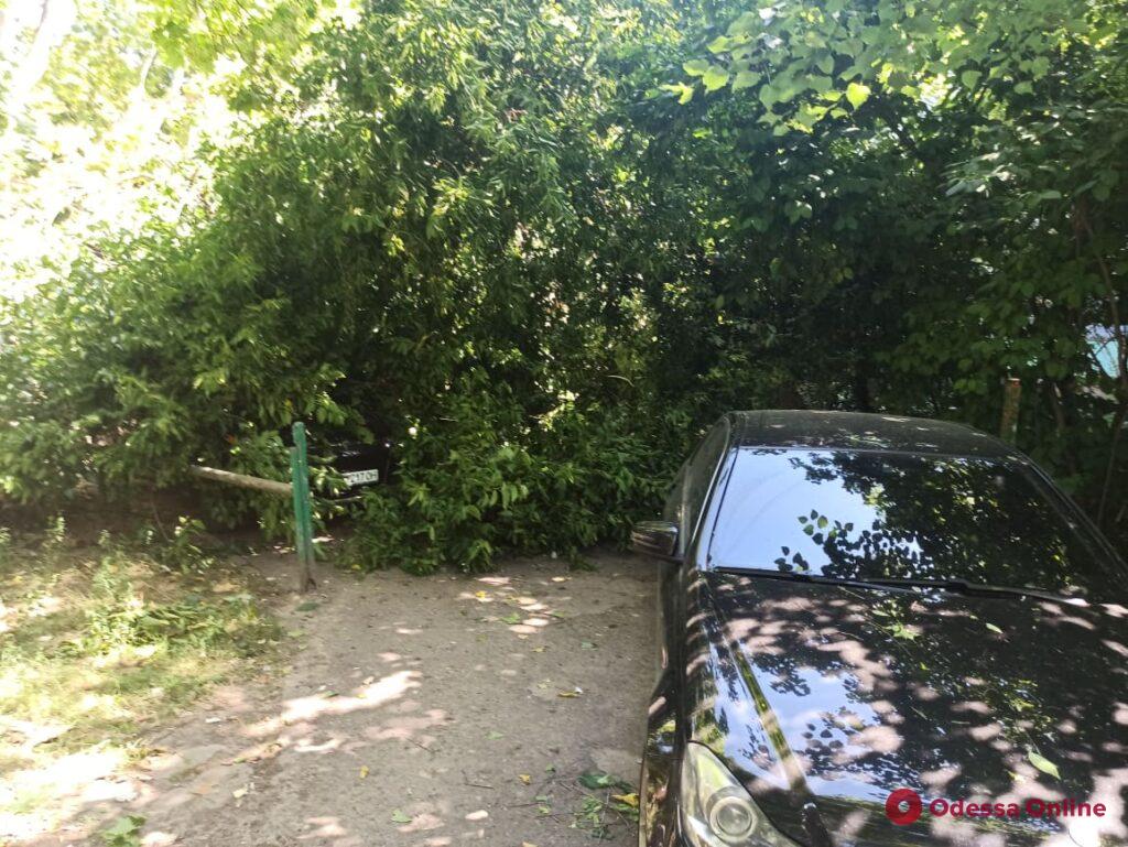 На Черемушках гигантское дерево рухнуло на припаркованные машины (фото)