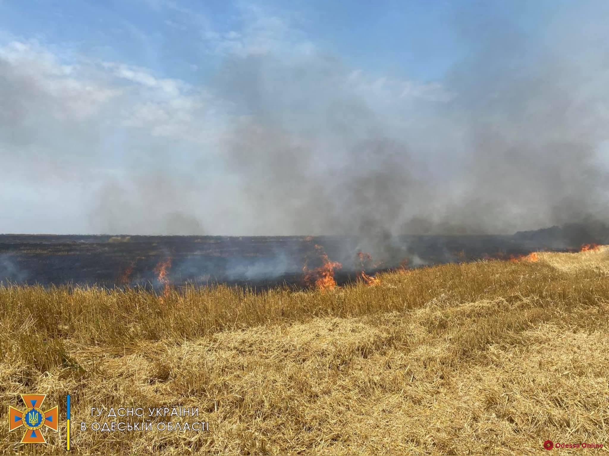 В Одесской области подожгли пшеничное поле — полиция открыла уголовное производство (фото, видео)