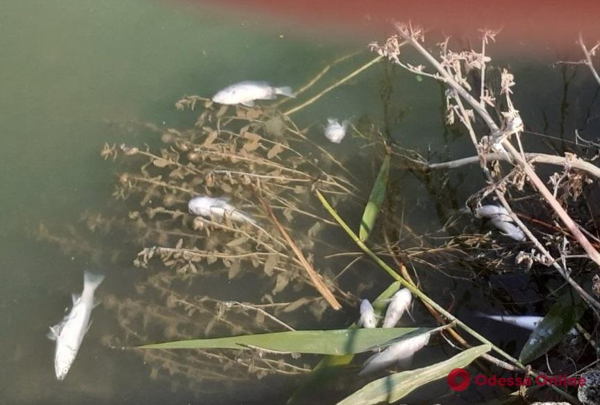 Из-за бурного цветения водорослей на Хаджибейском лимане произошел массовый мор рыбы