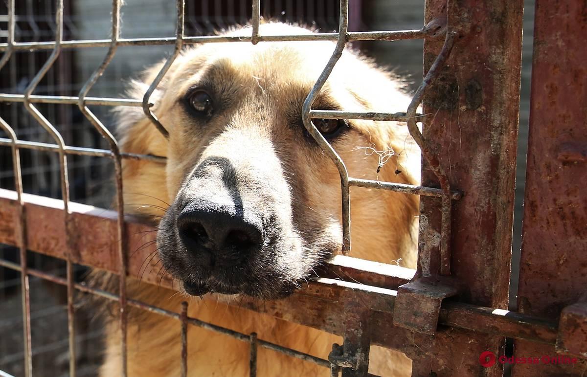 До 5 лет тюрьмы: Рада приняла закон о запрете издевательства над животными