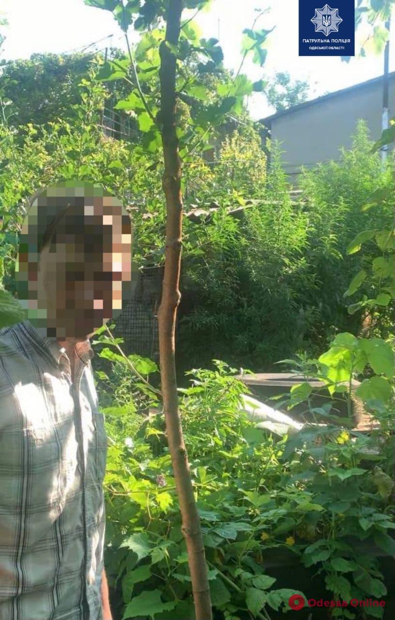 Одесские патрульные приехали на вызов о ссоре и нашли мини-плантацию конопли