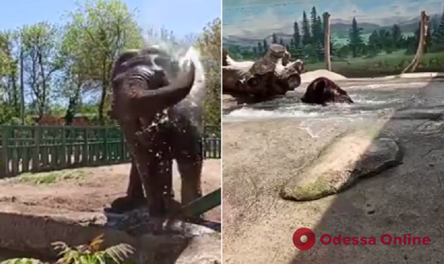 Душ и бассейн: как спасаются от июльского зноя обитатели одесского зоопарка (видео)