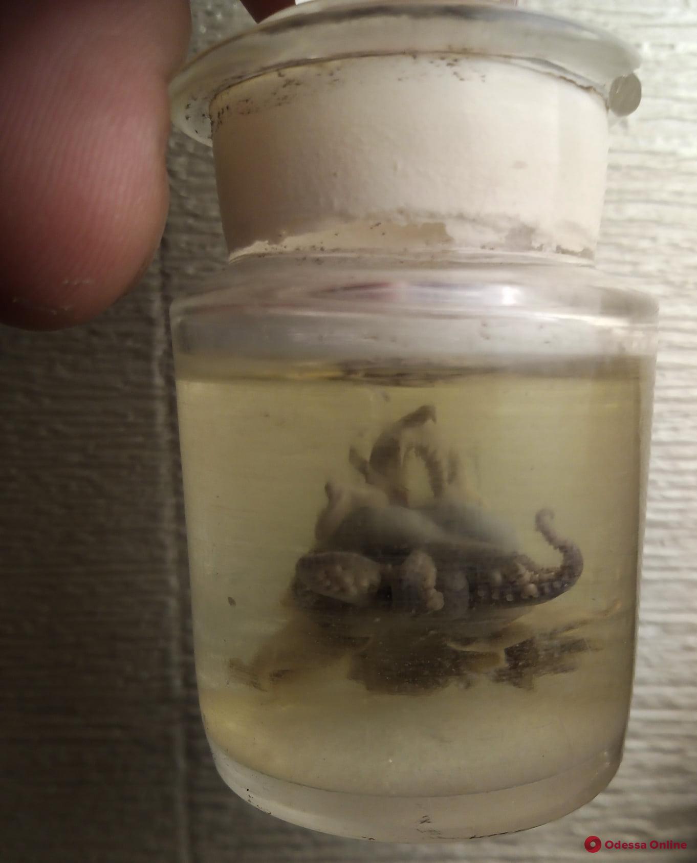 Во время раскопок на Приморском бульваре археологи нашли осьминога