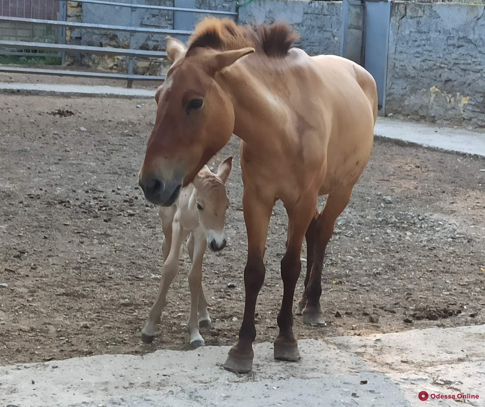 В Одесском зоопарке родился жеребенок лошади Пржевальского (фото)
