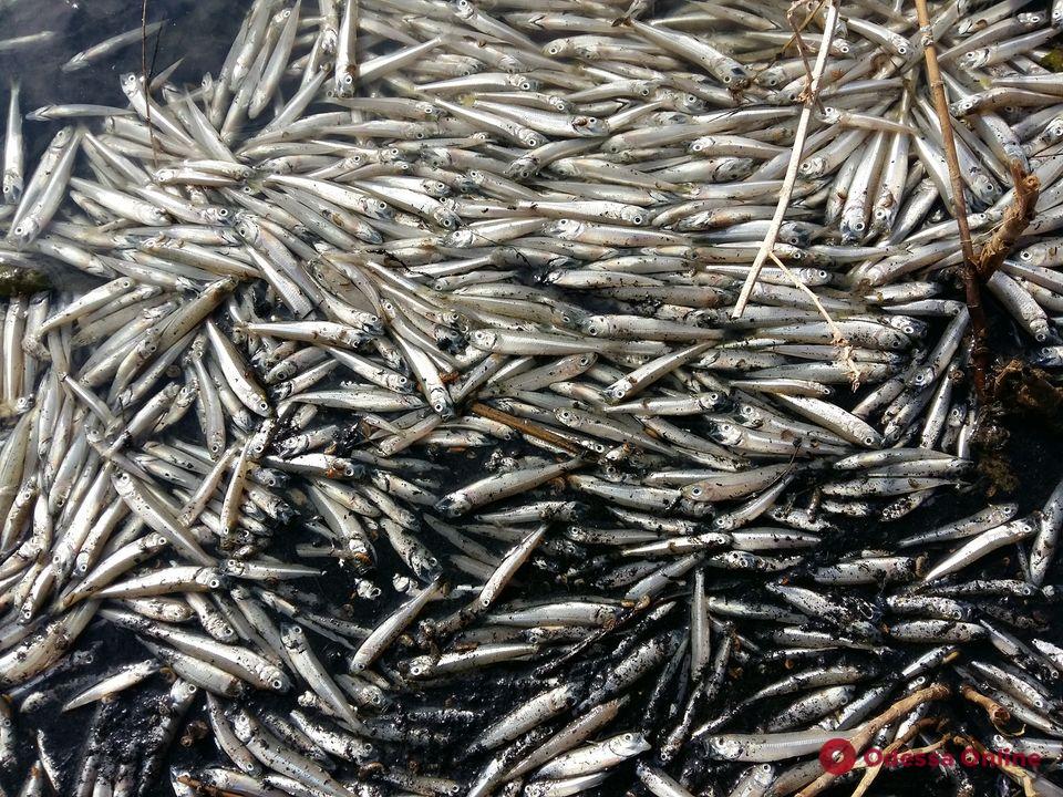 Перекрыли шлюзы: на Тилигульском лимане массово гибнет рыба, — эколог Иван Русев