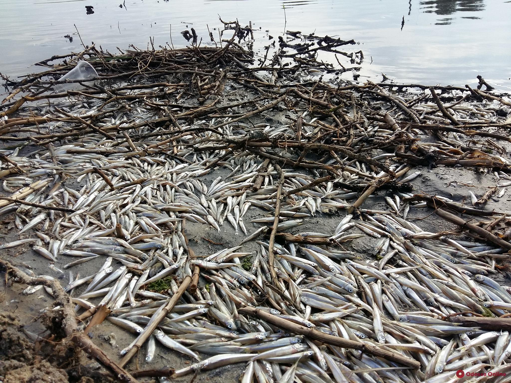 Перекрыли шлюзы: на Тилигульском лимане массово гибнет рыба, — эколог Иван Русев
