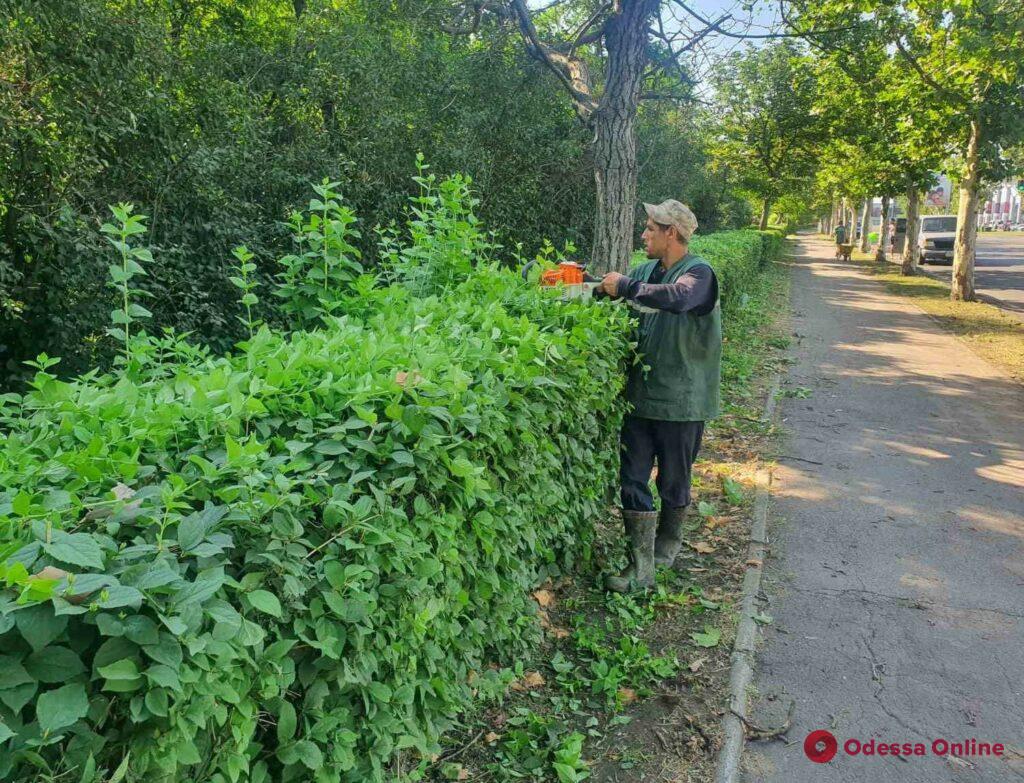 Бегонии и сурфинии: одесские озеленители украшают город (фото)