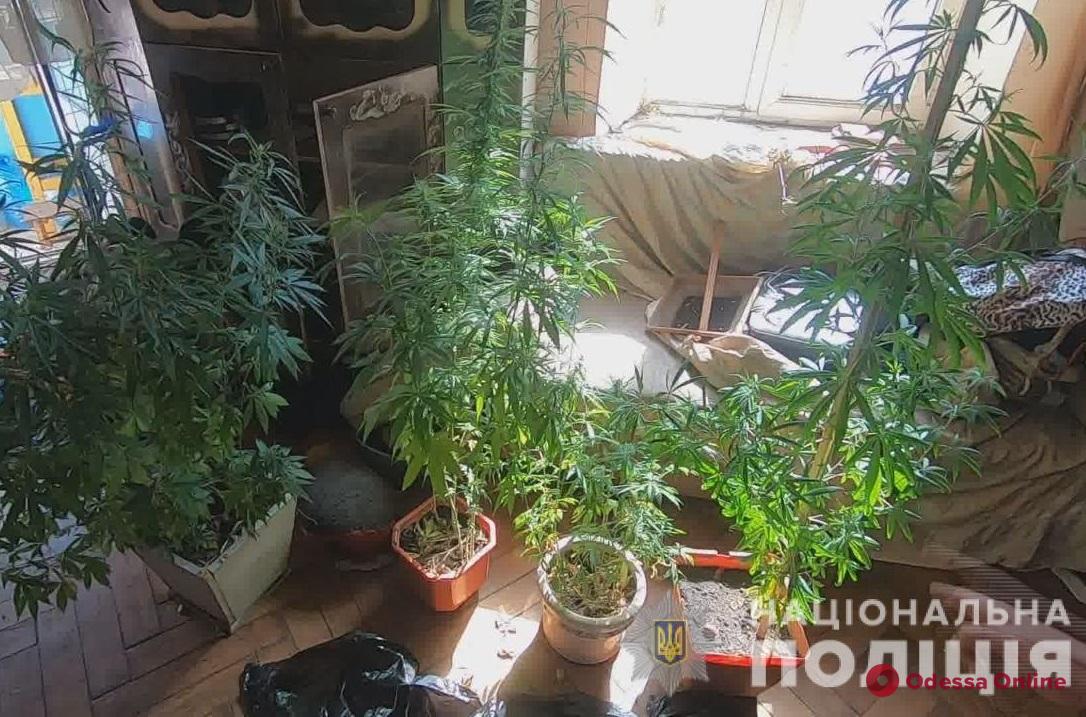 В квартире на Пироговской полиция нашла 80 горшков с коноплей (фото, видео)