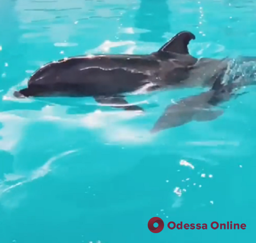 В одесском дельфинарии пополнение – родился еще один дельфиненок (видео)