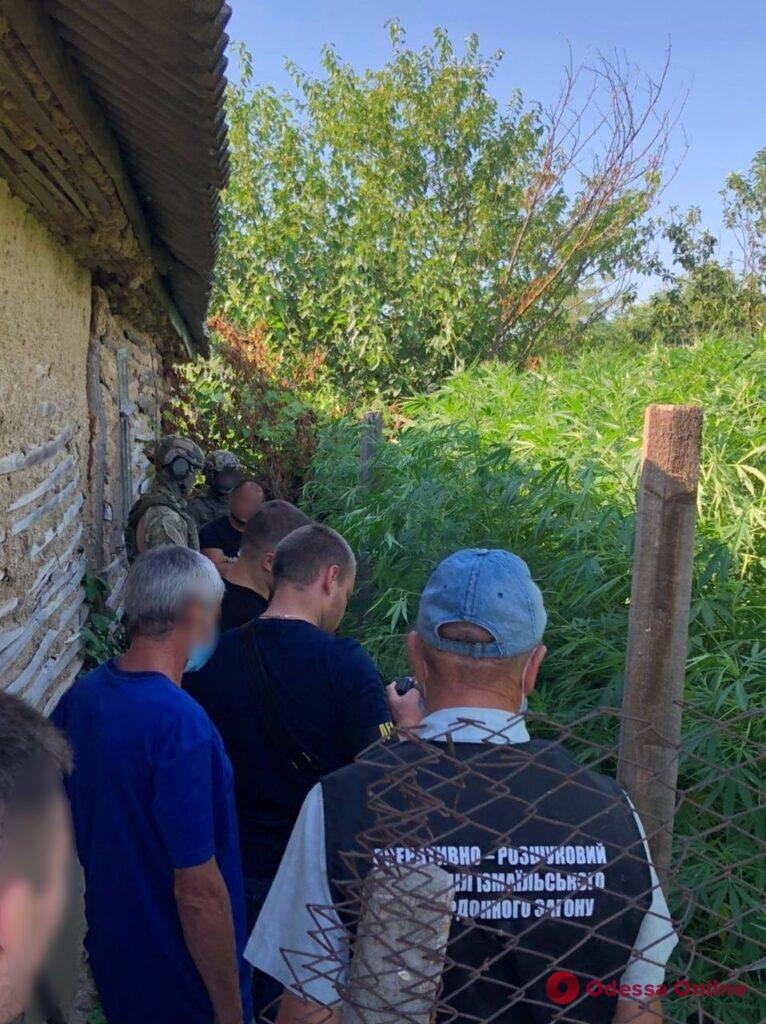 Большой рейд: в Рени и окрестных селах правоохранители нашли семь плантаций конопли (фото, видео)