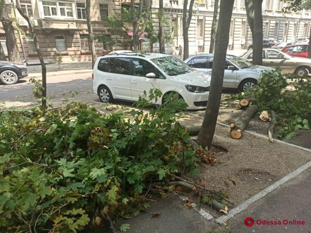 В центре Одессы массивная ветка рухнула на припаркованные автомобили (фото)