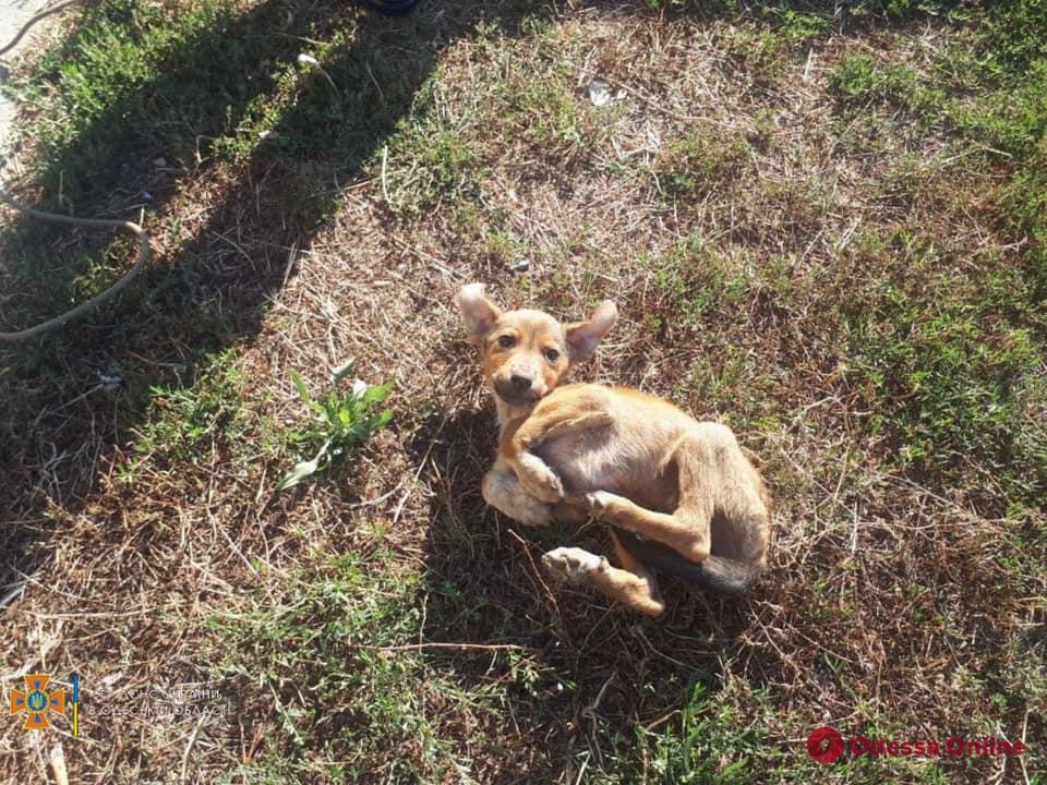 В Одесской области спасли упавшую в выгребную яму собаку