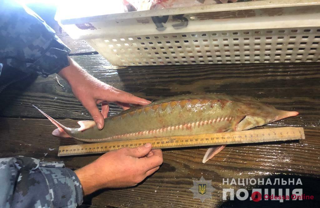 Спецоперация на Дунае: браконьеров задержали, краснокнижную рыбу – отпустили (фото)