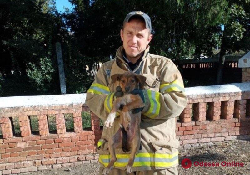 В Одесской области спасли упавшую в выгребную яму собаку
