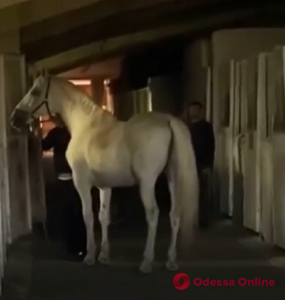 Владелец упавшей на Пушкинской лошади передал ее в приют для животных