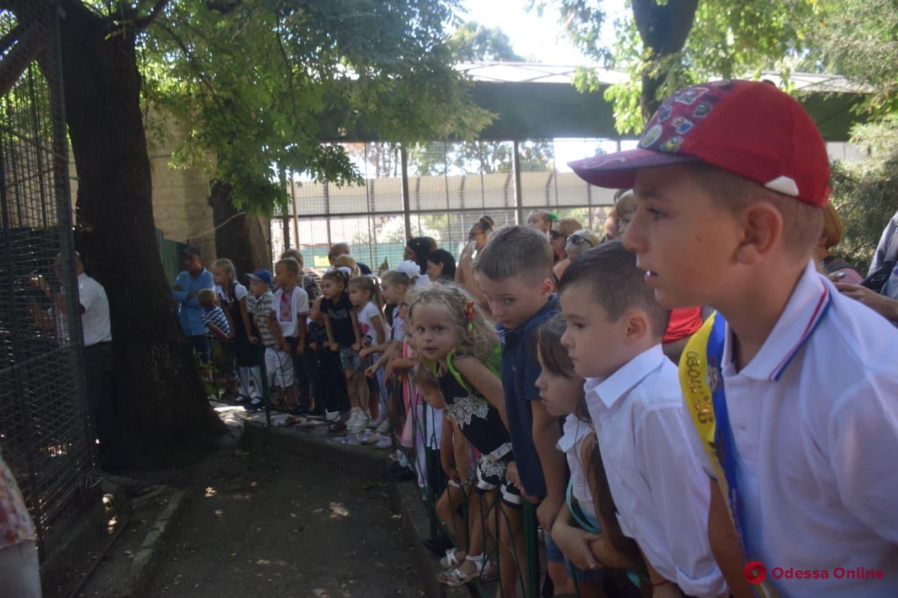 Кормили енотов и делали зарядку: в Одесском зоопарке отпраздновали День знаний