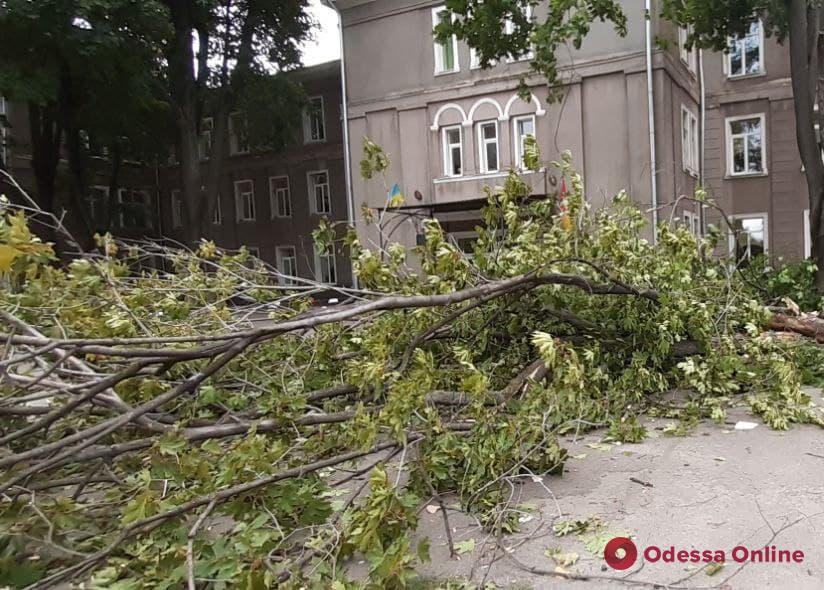 На территории одесской школы №16 рухнула массивная ветка