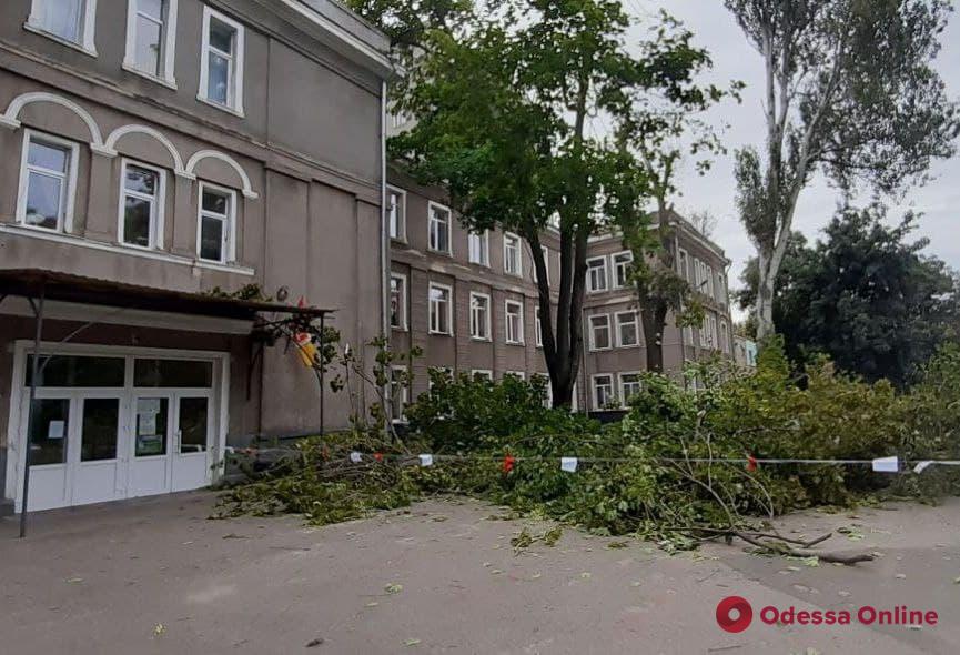 На территории одесской школы №16 рухнула массивная ветка