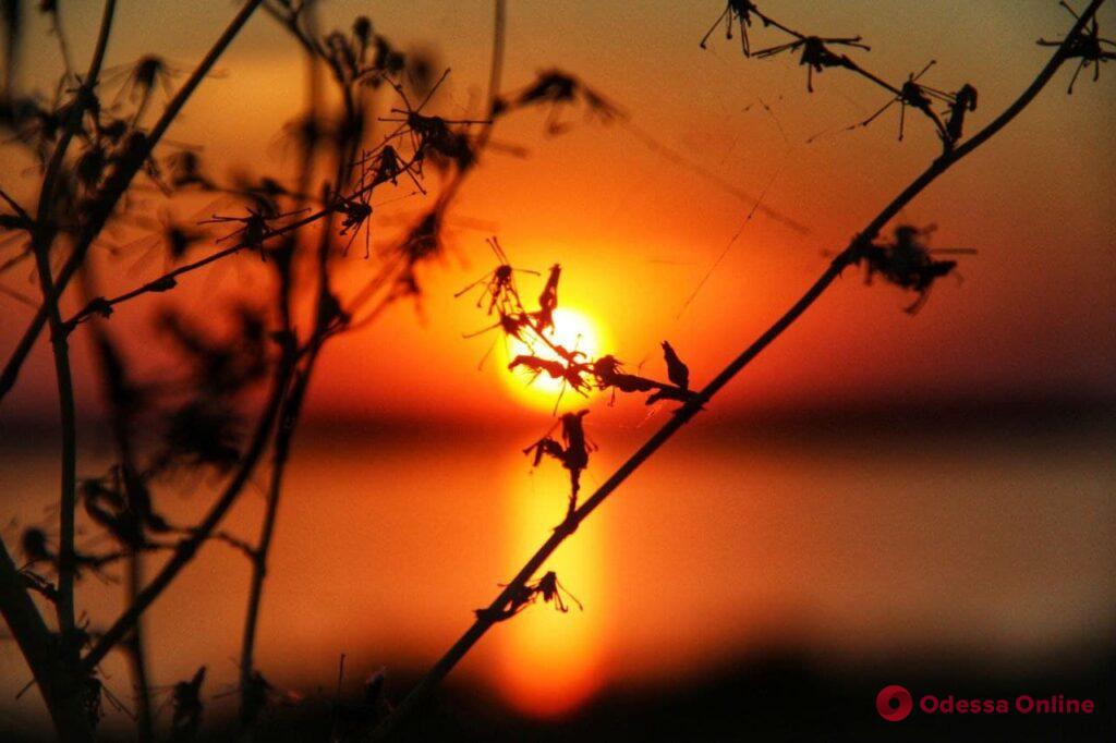 «Красный шар на горизонте»: осенний закат над Днестровским лиманом (фоторепортаж)