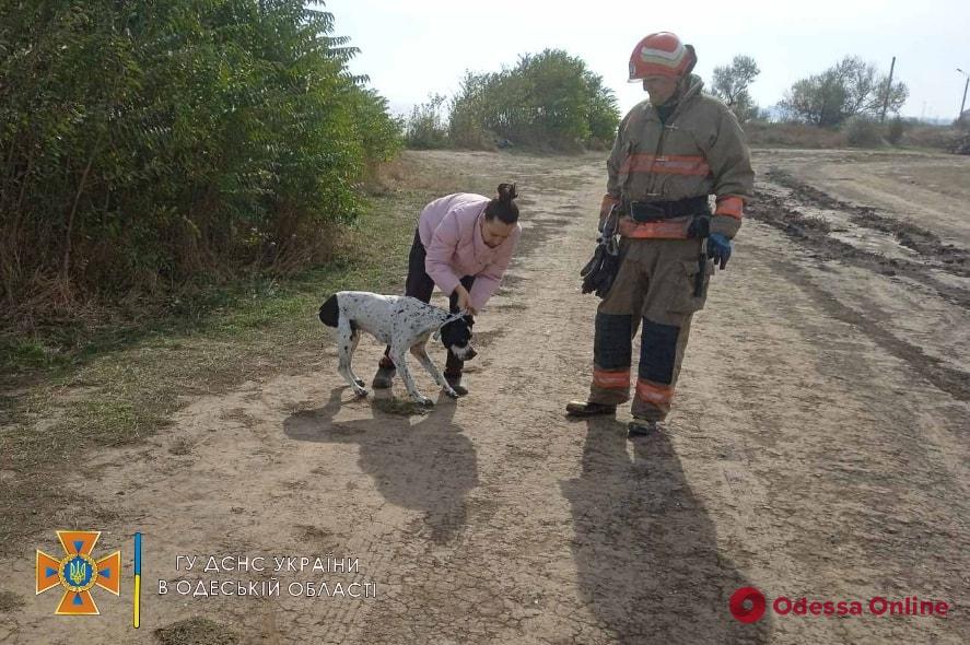 В Одесской области сотрудники ГСЧС спасли пса из пятиметровой ямы