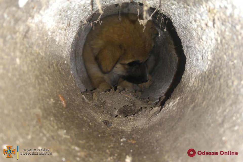 В Одесской области спасатели вызволяли щенков из бетонной трубы