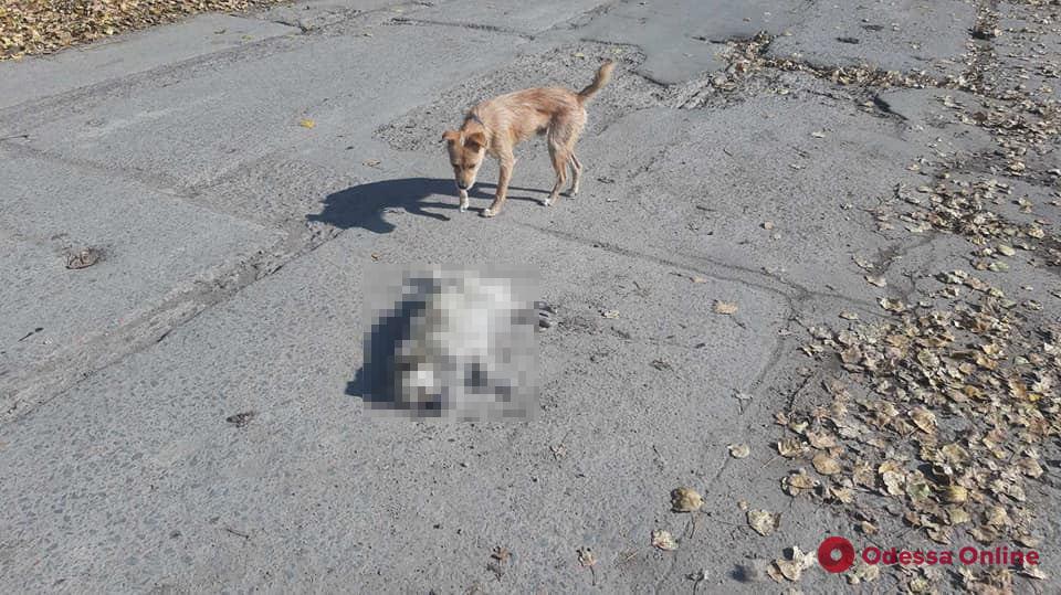 Сбила насмерть беременную собаку: в Килии жители совершили самосуд над автоледи (видео)