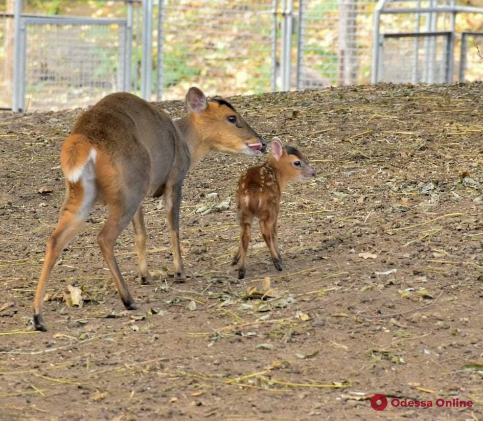 Милый и пятнистый: в одесском зоопарке родился олененок