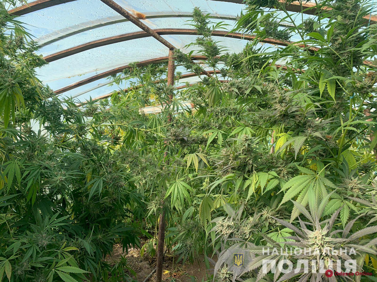 Житель Болградского района устроил в огороде плантацию конопли