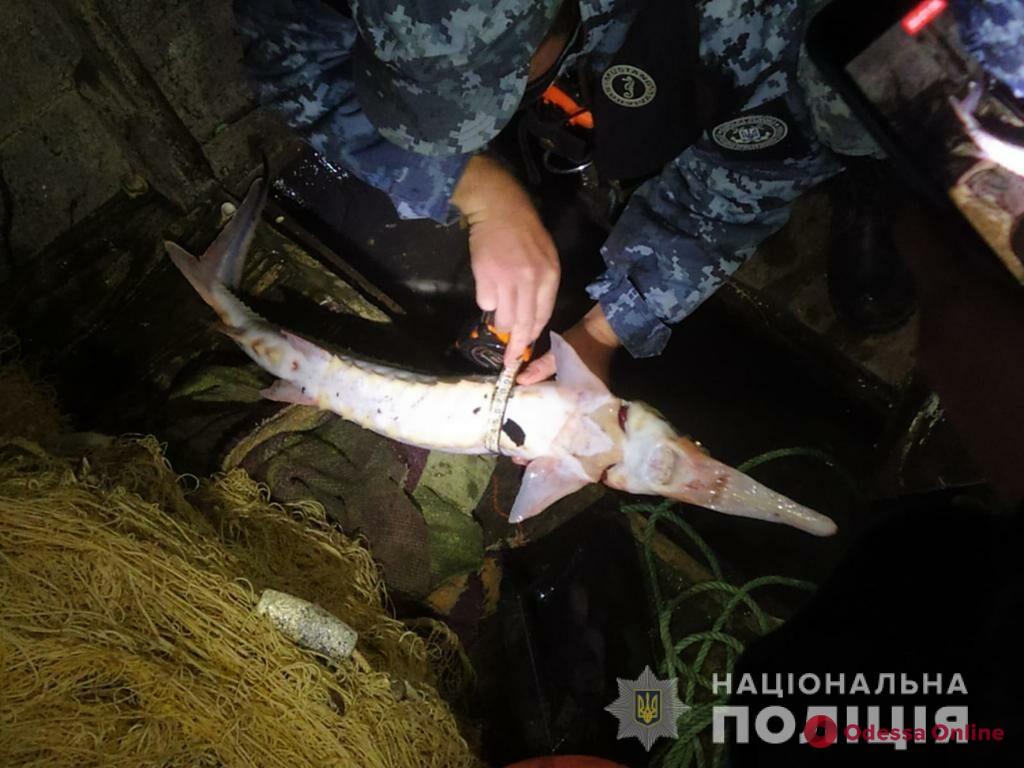 До трех лет за четырех рыб: в Одесской области поймали браконьеров