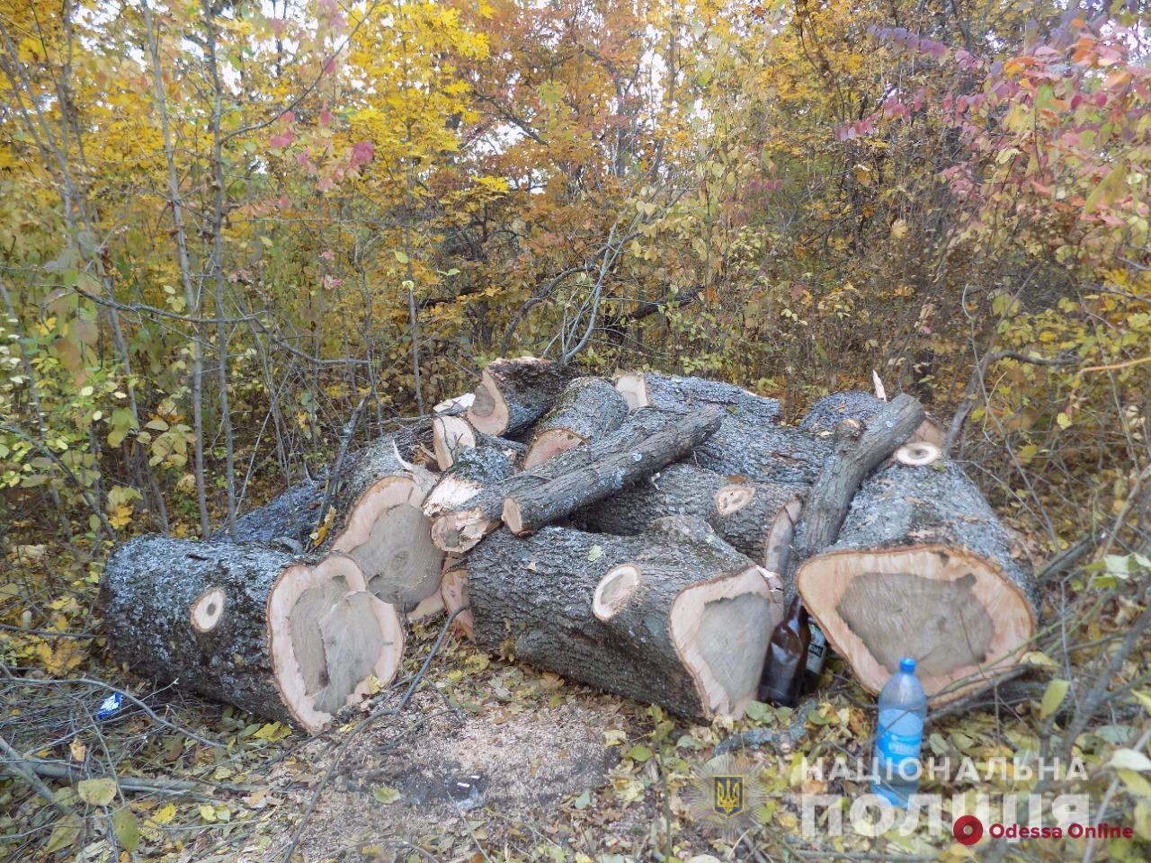 В Одесской области поймали шестерых «черных» лесорубов