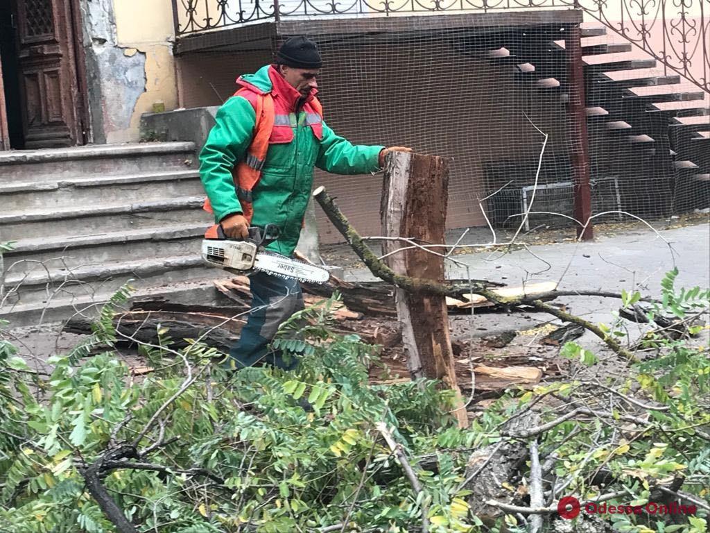 В центре Одессы подрезают деревья: водителей просят не парковаться в районе проведения работ 