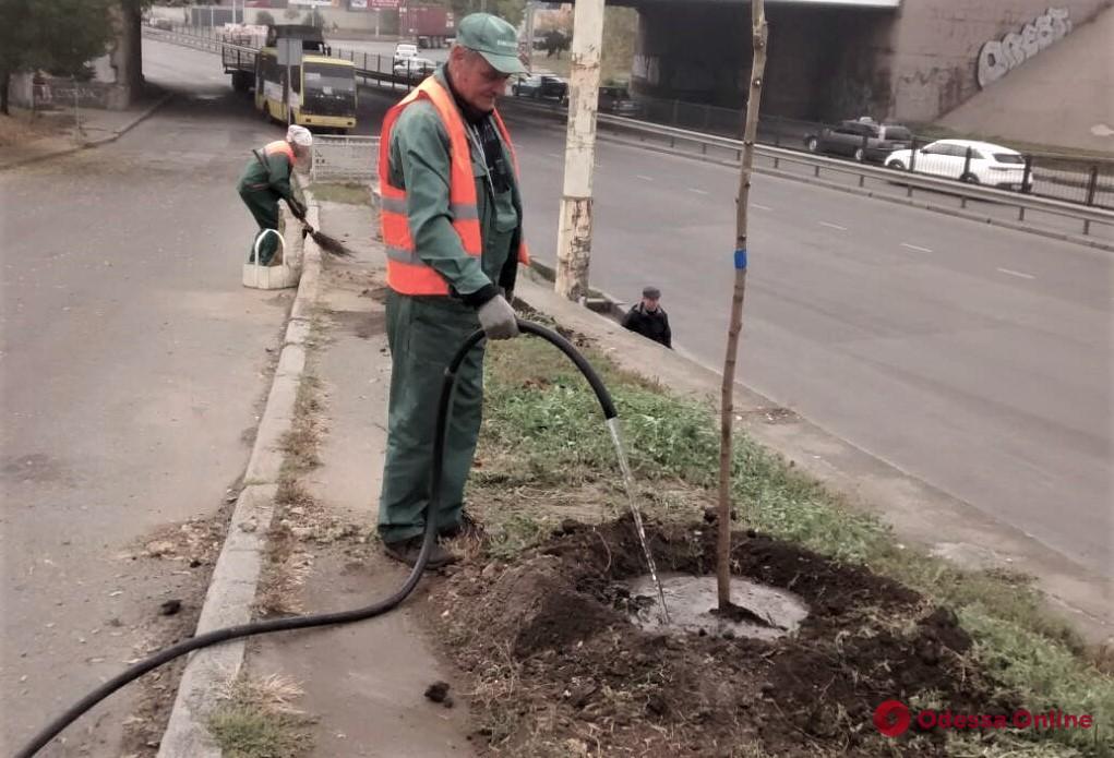 В Одессе высадили почти полторы сотни новых деревьев 