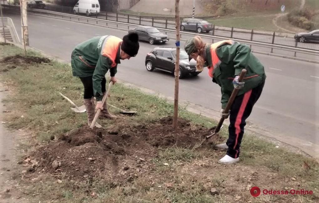В Одессе высадили почти полторы сотни новых деревьев 