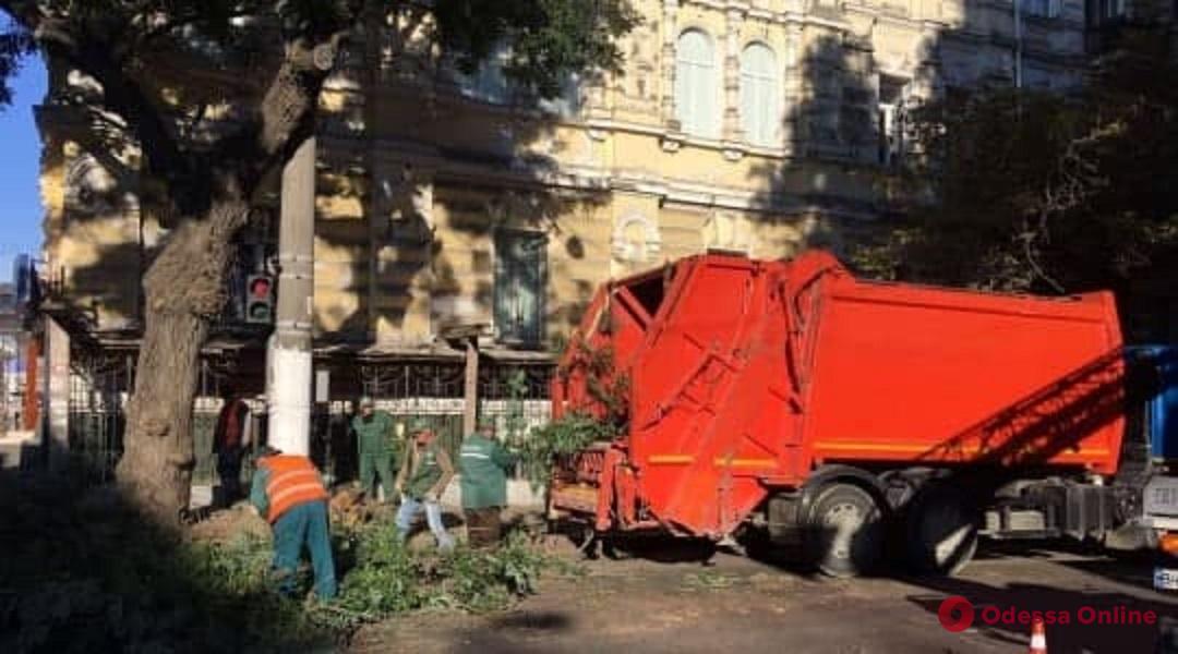 Водителей просят не парковать авто на Лейтенанта Шмидта из-за обрезки деревьев